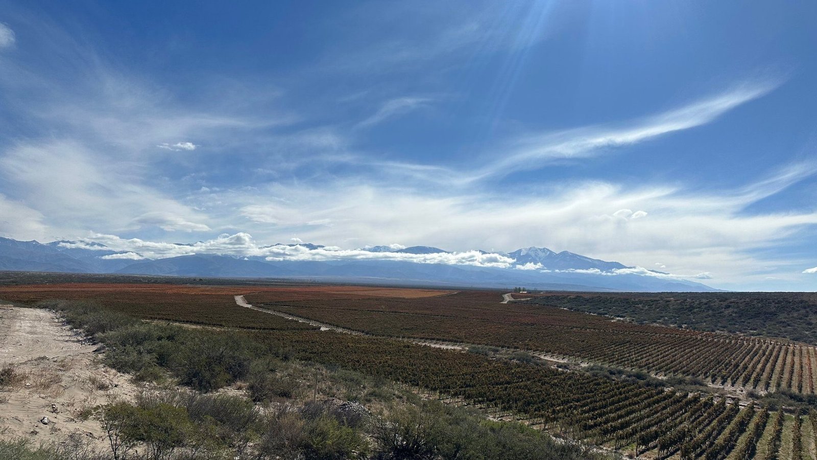Viñedos de Gualtallary con la cordillera nevada al fondo